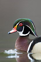 Wood Duck (Aix sponsa) male, Island Lake Recreation Area, Michigan