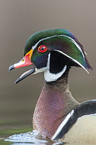 Wood Duck (Aix sponsa) male calling, Island Lake Recreation Area, Michigan