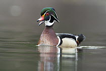 Wood Duck (Aix sponsa) male calling, Island Lake Recreation Area, Michigan