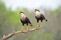 Crested Caracara (Caracara cheriway) pair, Rio Grande Valley, Texas