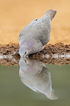 Mourning Dove (Zenaida macroura) drinking, Rio Grande Valley, Texas