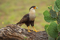 Crested Caracara (Caracara cheriway), Rio Grande Valley, Texas