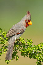 Pyrrhuloxia (Cardinalis sinuatus) male, Rio Grande Valley, Texas