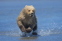Brown Bear (Ursus arctos) cub running through water, Lake Clark National Park and Preserve, Alaska