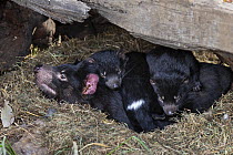 Tasmanian Devil (Sarcophilus harrisii) mother and seven-month-old joeys at den, Trowunna Wildlife Sanctuary, Tasmania, Australia