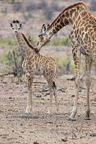 Northern Giraffe (Giraffa camelopardalis) mother cleaning calf, Mashatu Game Reserve, South Africa