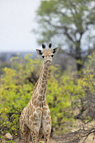 Northern Giraffe (Giraffa camelopardalis) calf, Mashatu Game Reserve, South Africa