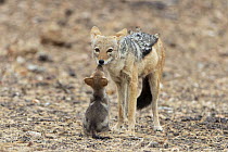 Black-backed Jackal (Canis mesomelas) parent and begging six-month-old pup, Mashatu Game Reserve, South Africa