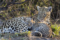 Leopard (Panthera pardus) mother and six-week-old cub, Sabi-sands Game Reserve, South Africa