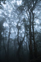 Montane cloud forest in mist, Intag Valley, Ecuador