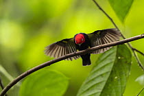 Red-capped Manakin (Pipra mentalis) male displaying at lek in choco rainforest, Ecuador