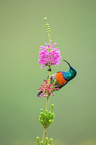 Greater Double-collared Sunbird (Nectarinia afra) male feeding on flower nectar, Garden Route National Park, South Africa