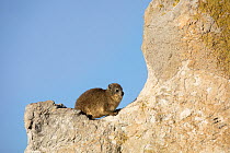 Rock Hyrax (Procavia capensis), Stony Point Nature Reserve, South Africa