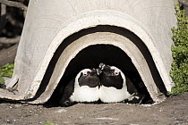 Black-footed Penguin (Spheniscus demersus) pair in artificial nest burrow, Stony Point Nature Reserve, South Africa
