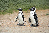 Black-footed Penguin (Spheniscus demersus) trio, Stony Point Nature Reserve, South Africa