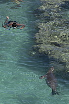 Hawaiian Monk Seal (Monachus schauinslandi) and snorkeler, Hanauma Bay, Oahu, Hawaii
