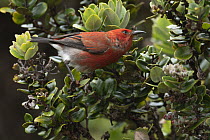 Apapane (Himatione sanguinea), Hakalau Forest National Wildlife Refuge, Hilo, Big Island, Hawaii