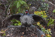 Kalij Pheasant (Lophura leucomelanos) male in defensive posture, Volcanoes National Park, Big Island, Hawaii