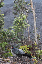 Kalij Pheasant (Lophura leucomelanos), Volcanoes National Park, Big Island, Hawaii