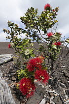 Ohi'a Lehua (Metrosideros polymorpha) flowering, Volcanoes National Park, Big Island, Hawaii