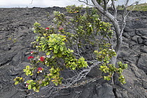 Ohi'a Lehua (Metrosideros polymorpha) flowering in lava, Volcanoes National Park, Big Island, Hawaii