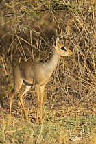 Guenther's Dik-dik (Madoqua guentheri), Samburu National Reserve, Kenya