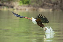African Fish Eagle (Haliaeetus vocifer) fishing, Lake Baringo, Kenya