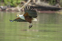 African Fish Eagle (Haliaeetus vocifer) flying with fish prey, Lake Baringo, Kenya