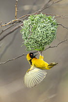 Speke's Weaver (Ploceus spekei) building nest, Lake Baringo, Kenya