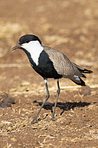 Spur-winged Plover (Vanellus spinosus), Samburu National Reserve, Kenya