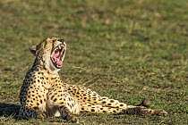 Cheetah (Acinonyx jubatus) yawning, Masai Mara, Kenya