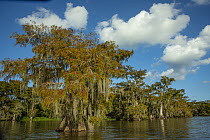Cypress (Cupressus sp) trees, Lake Martin, Louisiana