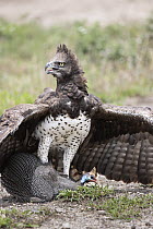 Martial Eagle (Polemaetus bellicosus) predating Helmeted Guineafowl (Numida meleagris), Ngorongoro Conservation Area, Tanzania
