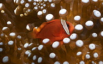 Tomato Clownfish (Amphiprion frenatus) in sea anemone, Mindoro Island, Philippines