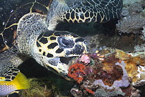 Hawksbill Sea Turtle (Eretmochelys imbricata) feeding in coral reef, Mindoro Island, Philippines