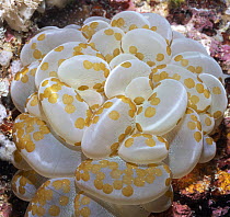 Rounded Bubblegum Coral (Plerogyra sinuosa), Mindoro Island, Philippines
