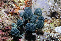 Lollipop Tunicate (Nephtheis fascicularis) group, Mindoro Island, Philippines