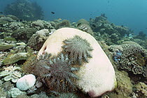 Crown-of-thorns Starfish (Acanthaster planci) group feeding on coral, Mindoro Island, Philippines