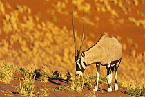 Oryx (Oryx gazella) grazing in desert, Dead Vlei, Sossusvlei, Namib Desert, Namibia