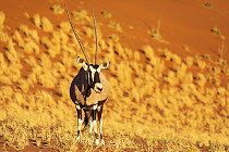 Oryx (Oryx gazella) in desert, Dead Vlei, Sossusvlei, Namib Desert, Namibia