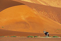 Oryx (Oryx gazella) in desert, Dead Vlei, Sossusvlei, Namib Desert, Namibia