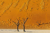 Dead trees in salt pan, Dead Vlei, Sossusvlei, Namib Desert, Namibia