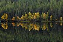 Silver Birch (Betula verrucosa) and Norway Spruce (Picea abies) forest reflected in lake in autumn, Immeljarvi Lake, Levi, Finland
