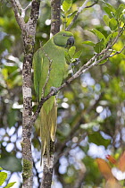 Reunion Ring-Necked Parakeet (Psittacula eques) feeding, Black River Gorges National Park, Rodrigues, Mauritius