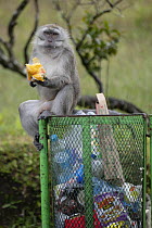 Long-tailed Macaque (Macaca fascicularis) feeding on trash, Black River Gorges National Park, Rodrigues, Mauritius