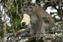 Long-tailed Macaque (Macaca fascicularis) feeding on noodles, Black River Gorges National Park, Rodrigues, Mauritius