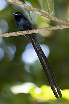 Seychelles Paradise-Flycatcher (Terpsiphone corvina) male, Seychelles