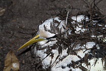 White-tailed Tropicbird (Phaethon lepturus) with Grand Devil's-claws (Pisonia grandis) seeds stuck to it, this may lead to death, but is used by the seed for dispersal, Seychelles