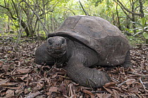 Aldabra Giant Tortoise (Aldabrachelys gigantea), Rodrigues, Mauritius