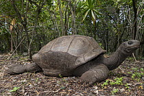 Aldabra Giant Tortoise (Aldabrachelys gigantea), Rodrigues, Mauritius